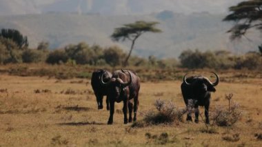 Savannah 'ın ortasında üç bufalo. Afrika Vahşi Hayatı. Kuş bir bizonun üstüne oturur..