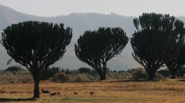 Afrika 'nın Vahşi Hayvanları. Kenya. Muhteşem Ağaçlar. Yaban domuzu ve lama Sıcak bir günde.