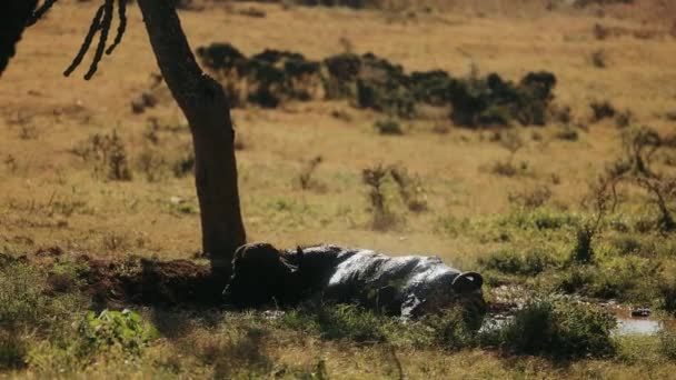 Búfalo Africano Yace Pantano Bajo Árbol Vida Silvestre Africana Kenia — Vídeo de stock