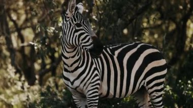 Zebra Doğal Çevrede. Yakın çekim. Vahşi doğadaki siyah beyaz çizgili hayvan manzarası. Afrika.