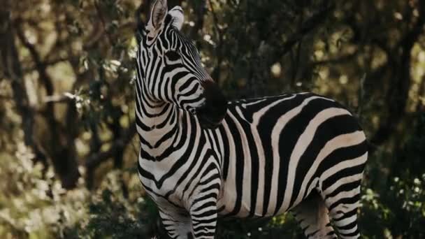 自然環境におけるゼブラ クローズアップ 野生の黒と白のストライプ動物のビュー アフリカ — ストック動画