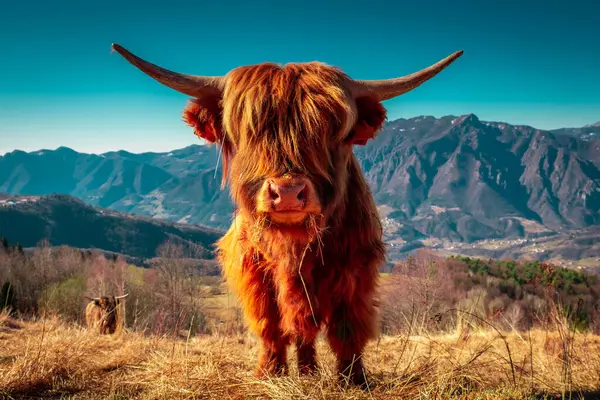 Hairy Coo山区牧场的高地牛 可持续繁殖供屠宰 可持续发展 免版税图库照片