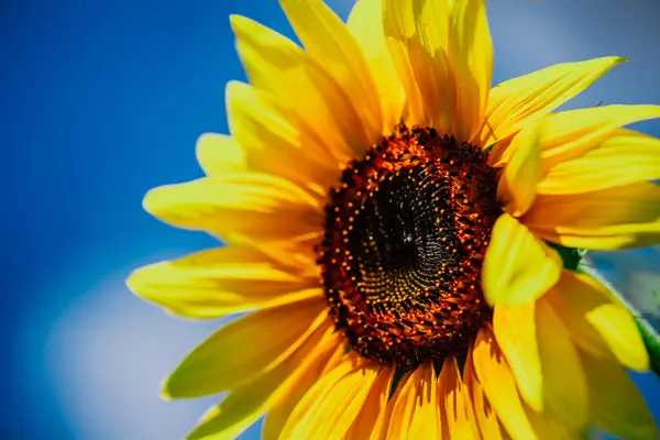Closeup Sunflower Sky Background Stock Image