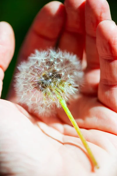 Dandelion Seeds Palm Hand Protection Insurance Concept Stock Photo