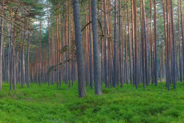 Kuzey Avrupa 'da güzel bir çam ormanı.