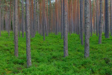 Kuzey Avrupa 'da güzel bir çam ormanı.