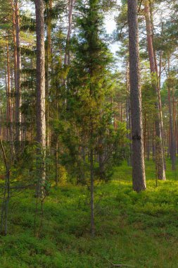 Kuzey Avrupa 'da güzel bir çam ormanı.