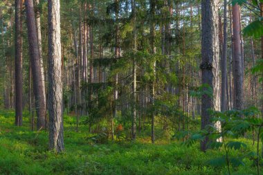 Kuzey Avrupa 'da güzel bir çam ormanı.