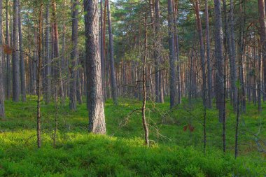 Kuzey Avrupa 'da güzel bir çam ormanı.