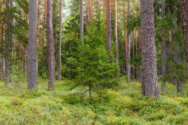 Çam ormanının içinde. Ağaç gövdeleri, küçük ağaçlar ve karamsar hava