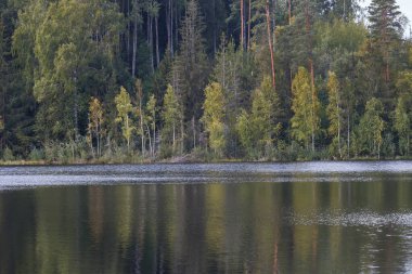 Ormanın sularındaki yansıma, sakin bir göl, yaz zamanı.