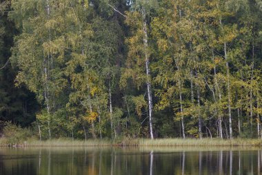 Ormanın sularındaki yansıma, sakin bir göl, yaz zamanı.