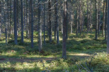 Güneşli ve yemyeşil orman. Yosunlu kıç, kozalaklı ağaç gövdeleri ve dalları.