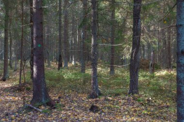 Güneşli ve yemyeşil orman. Yosunlu kıç, kozalaklı ağaç gövdeleri ve dalları.