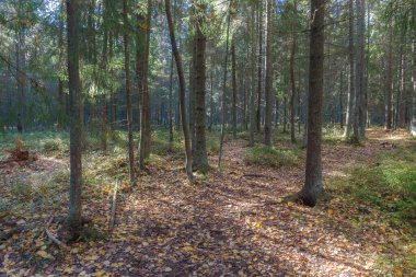 Güneşli ve yemyeşil orman. Yosunlu kıç, kozalaklı ağaç gövdeleri ve dalları.