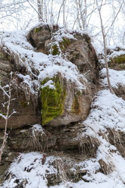 Yosun ve biraz kar ve buzla kaplı bir kireçtaşı kayasının yakın çekimi.