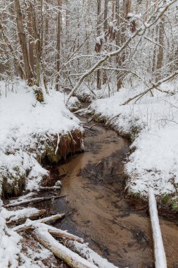 Ormandaki küçük bir dalga deresi. Kış ormanı nehir manzarası. Karlı nehir manzarası. Estonya.