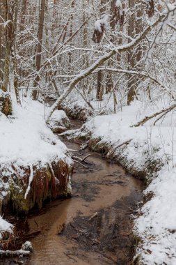 Ormandaki küçük bir dalga deresi. Kış ormanı nehir manzarası. Karlı nehir manzarası. Estonya.