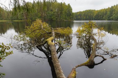 Fırtınadan sonra gölde bir ağaç devrildi, hala yeşillik içinde. Bulutlu gökyüzü.