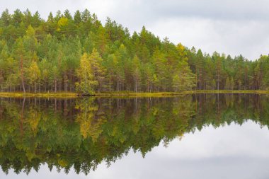 Vahşi bir göl üzerindeki kozalaklı ormanın yansımaları, sakin bulutlu bir gün.
