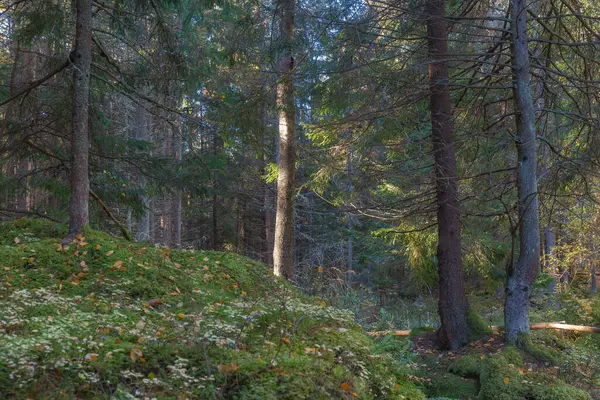Ηλιακό Αειθαλές Δάσος Κουνουπίδια Κορμοί Και Κλαδιά Κωνοφόρων — Φωτογραφία Αρχείου