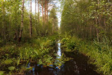 Deresi olan çam ormanları.