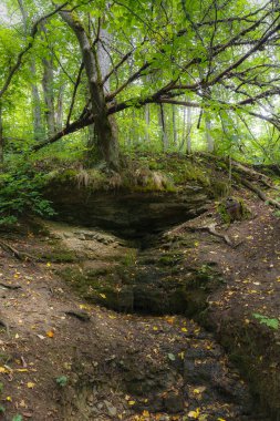 Dağlık tepelerdeki yeşil orman. Yakın çekim. Yaz mevsimi yeşilliği.