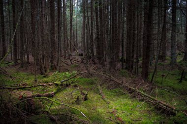 Karamsar havada Çam Ormanı