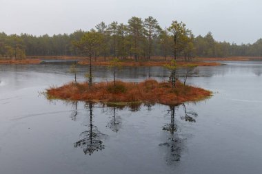 Ağaçlı bataklık gölü. Estonya.