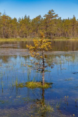 Bog forest park at swampland. Northern Europe, Estonia, Viru. Fall season. clipart