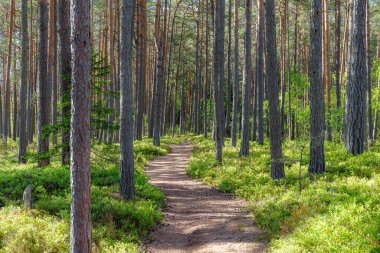 Bir patikası olan Avrupa çam ormanının içinde.
