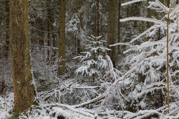 Снежные деревья вокруг реки в лесу