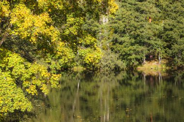 Yaz ormanı ağaçları bir gölete yansıyor. Orton filtresi kullanılır. Güzel yeşillik ve sakin su yüzeyi.