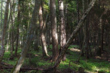 Çam ormanı yaz günü sihirli manzara, orton etkisi
