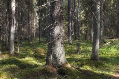 Çam ormanı yaz günü sihirli manzara, orton etkisi