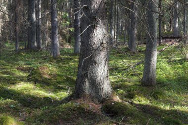 Çam ormanı yaz günü sihirli manzara, orton etkisi