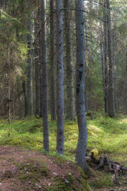 Çam ormanı yaz günü sihirli manzara, orton etkisi