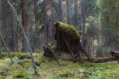 Çam ormanı yaz günü sihirli manzara, orton etkisi