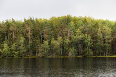 Çam ormanlarıyla çevrili bir gölet. Yaz günü.