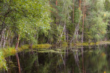 Çam ormanlarıyla çevrili bir gölet. Yaz günü.