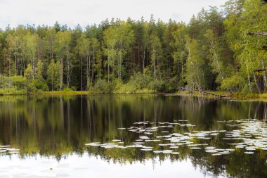 Çam ormanlarıyla çevrili bir gölet. Yaz günü.