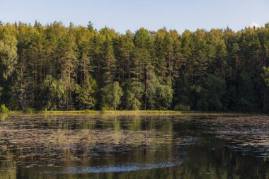 Çam ormanlarıyla çevrili bir gölet. Yaz günü.