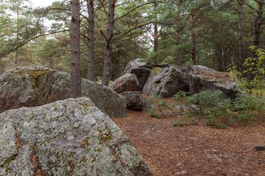 Forest wit granite boulders clipart