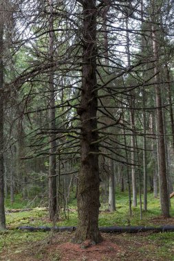 Ormanda çam ağaçları gövdeleri
