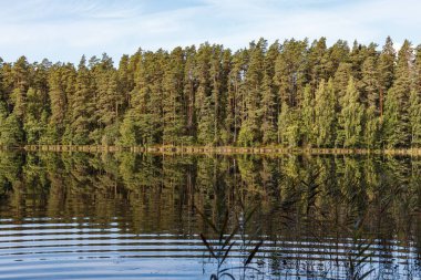 Çam ağaçlarıyla çevrili güzel orman gölü. Sudaki yansıma..