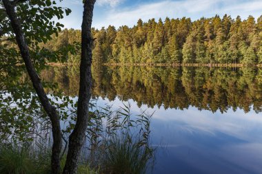 Çam ağaçlarıyla çevrili güzel orman gölü. Sudaki yansıma..