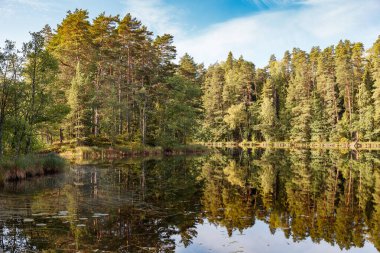 Çam ağaçlarıyla çevrili güzel orman gölü. Sudaki yansıma..