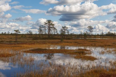 Estonya 'daki doğa parkındaki turba bataklığı manzarası. Bulutlu sonbahar günü.