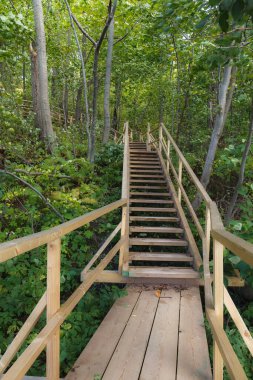 Doğa parkındaki orman boyunca ahşap yol. Estonya.