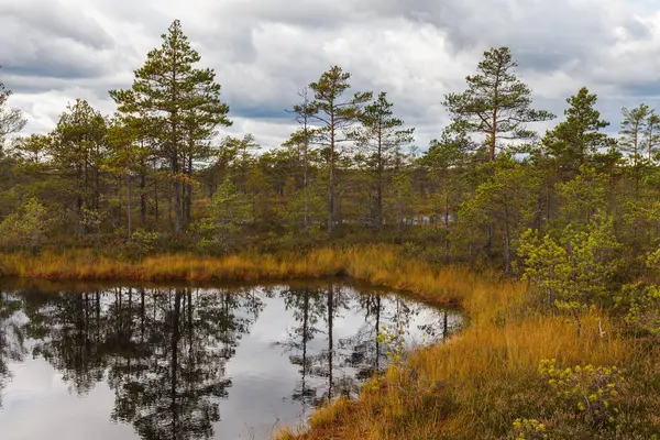 stock image Peat marsh landscape in nature park in Estonia. Cloudy autumn day.
